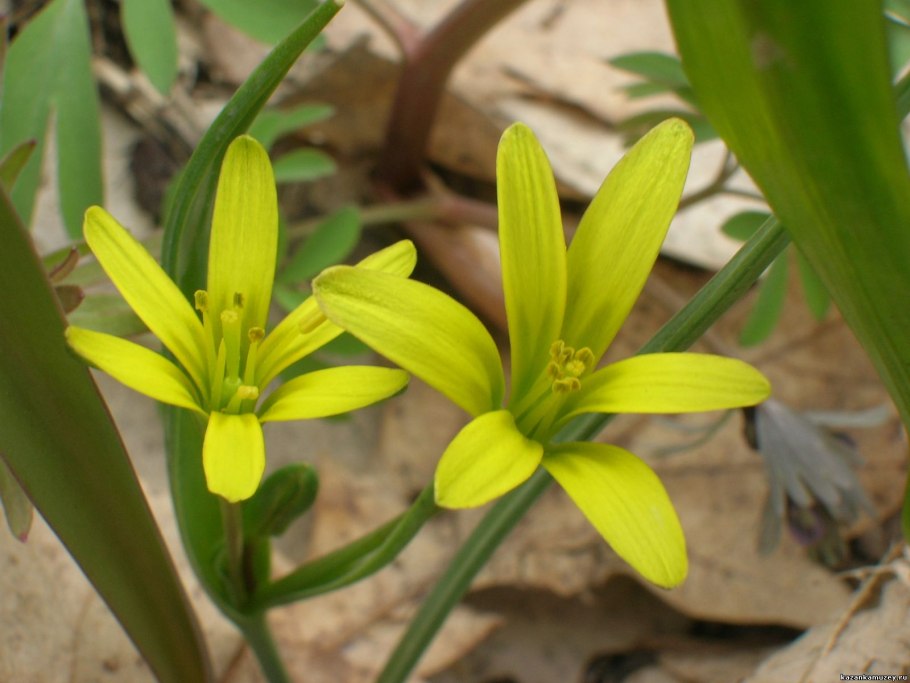 Гусиный лук (Gagea)