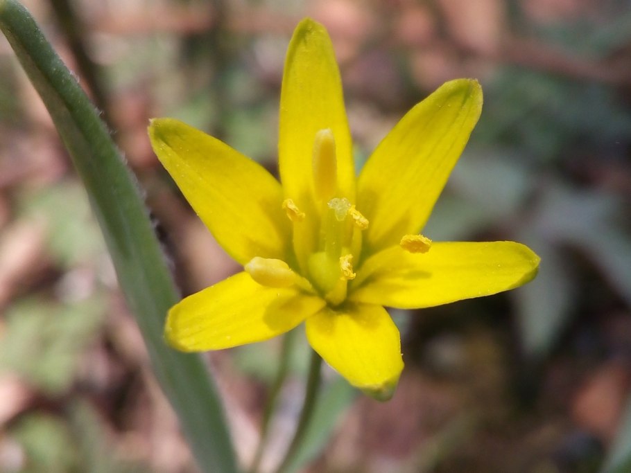 Гусиный лук жёлтый (Gagea lutea)