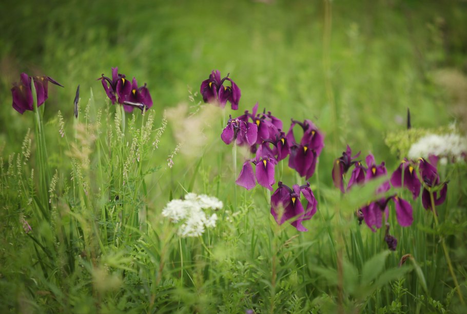 Зеленый лопух