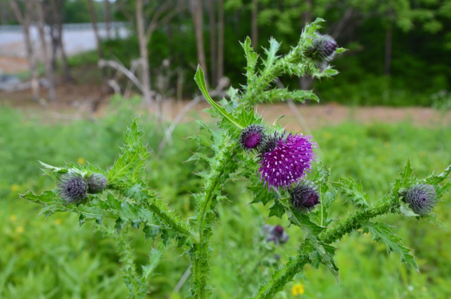 Одуванчик полевой лекарственный