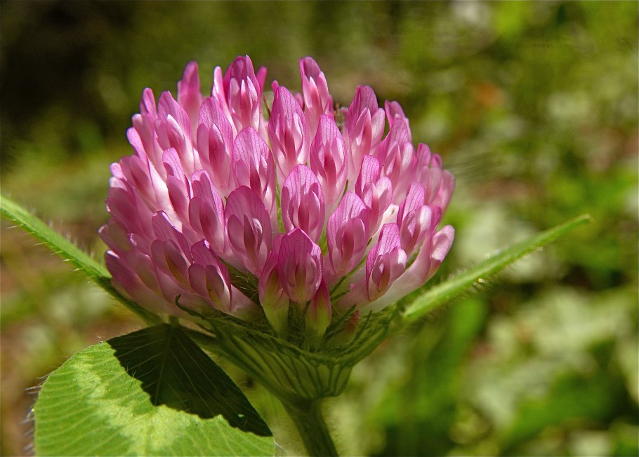 Клевер Луговой Trifolium praténse