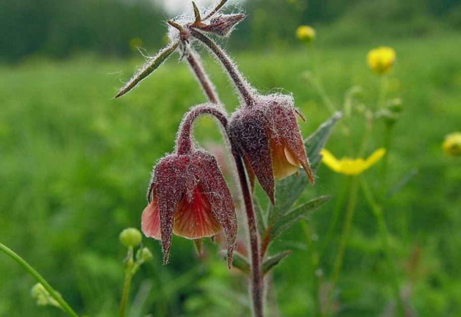 Клевер пунцовый (Trifolium incarnatum)