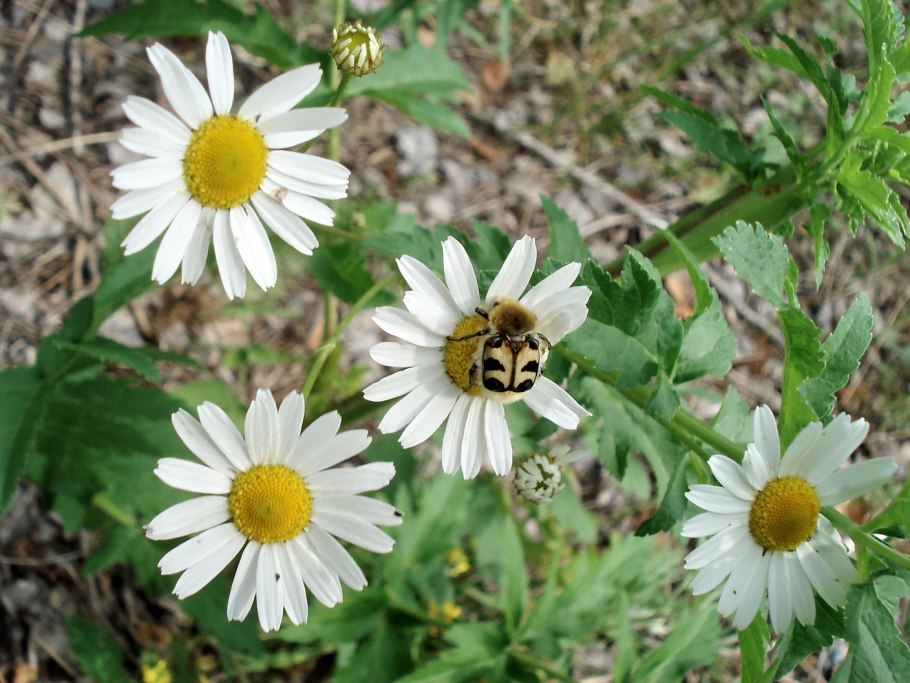 Дико растушиерастения