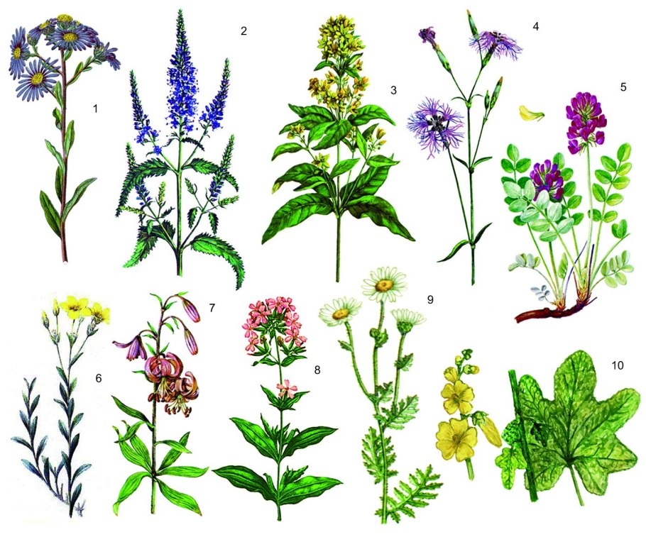 Татарник колючий (Будяк)