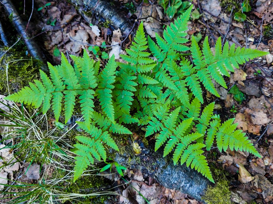 Папоротники в Сосново Дубовом лесу