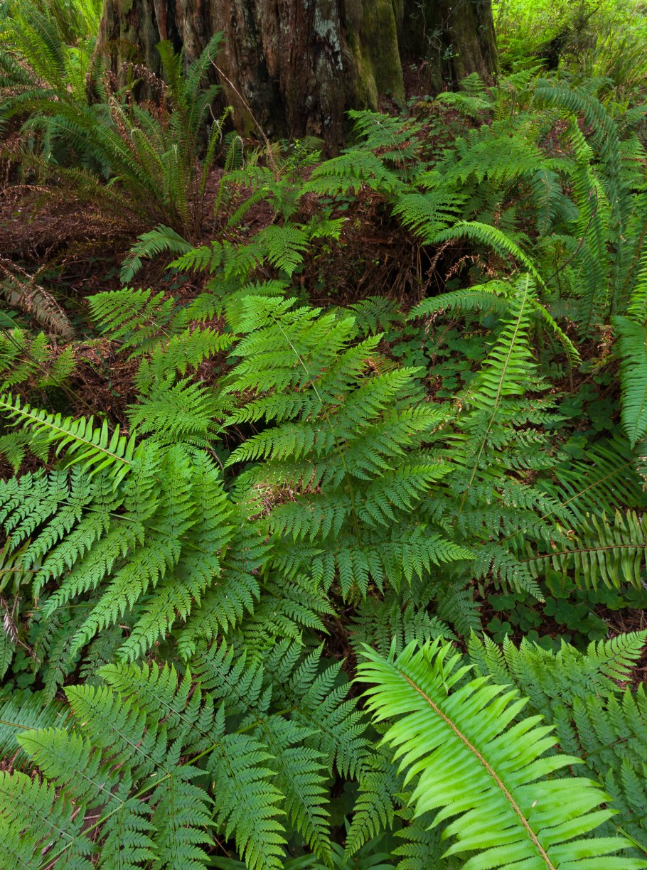 Папоротник Щитовник Лесной