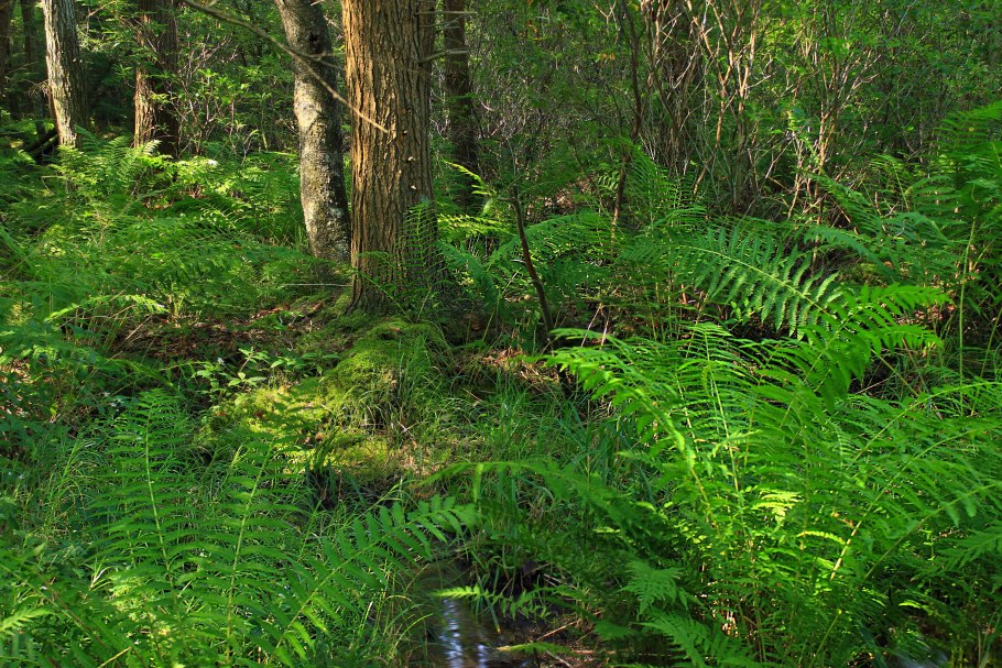 Папоротники лианы