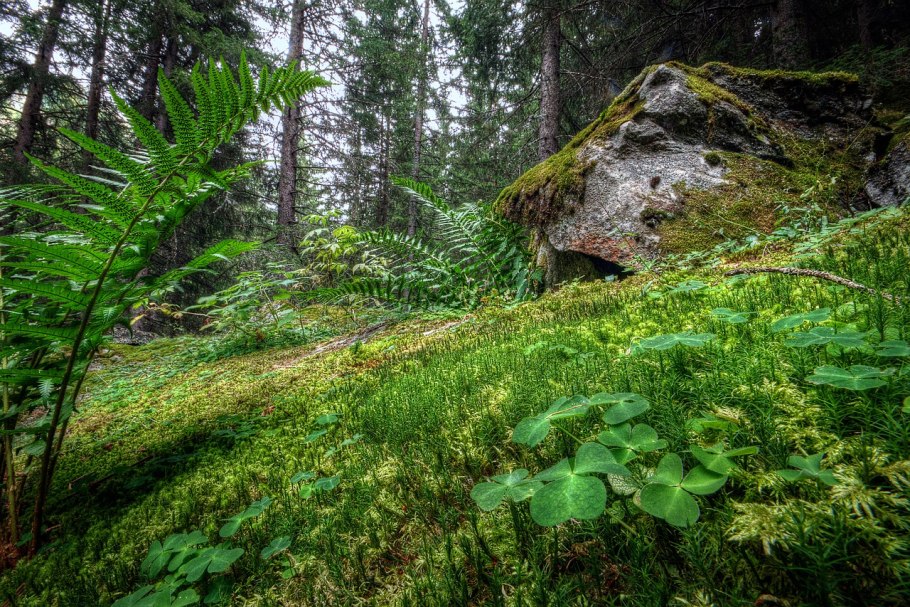 Папоротник фото Лесной