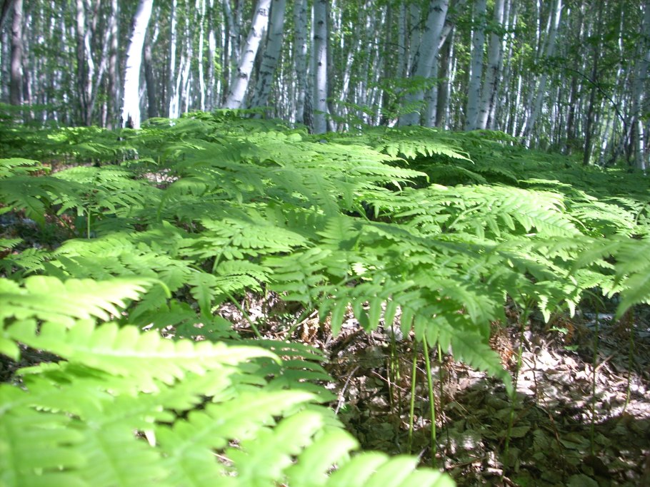 Папоротник в тайге
