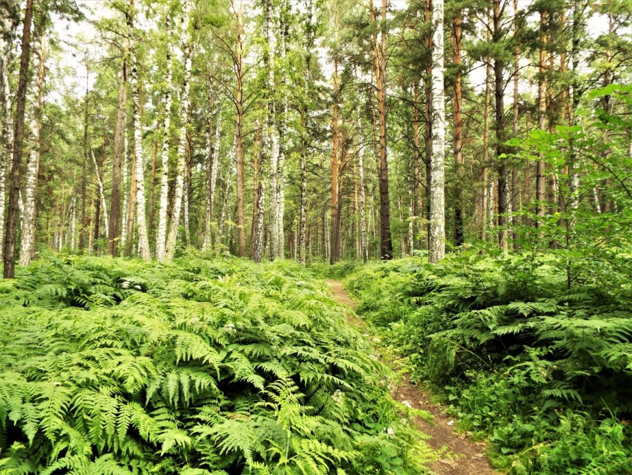 Папоротниковые леса Шотландии.