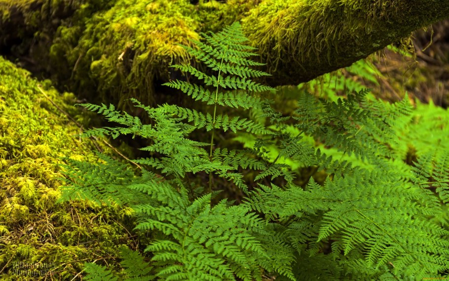 Щитовник кочедыжник орляк