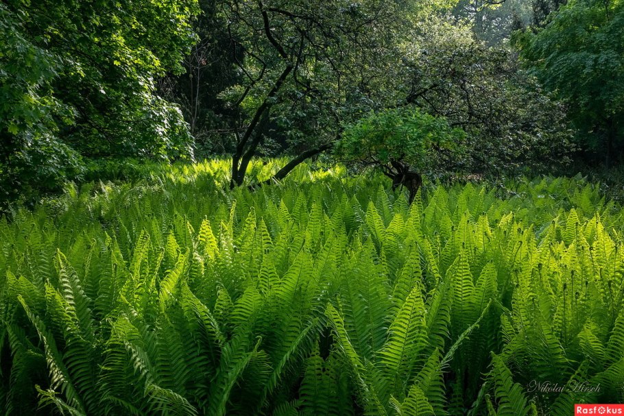 Заросли папоротника