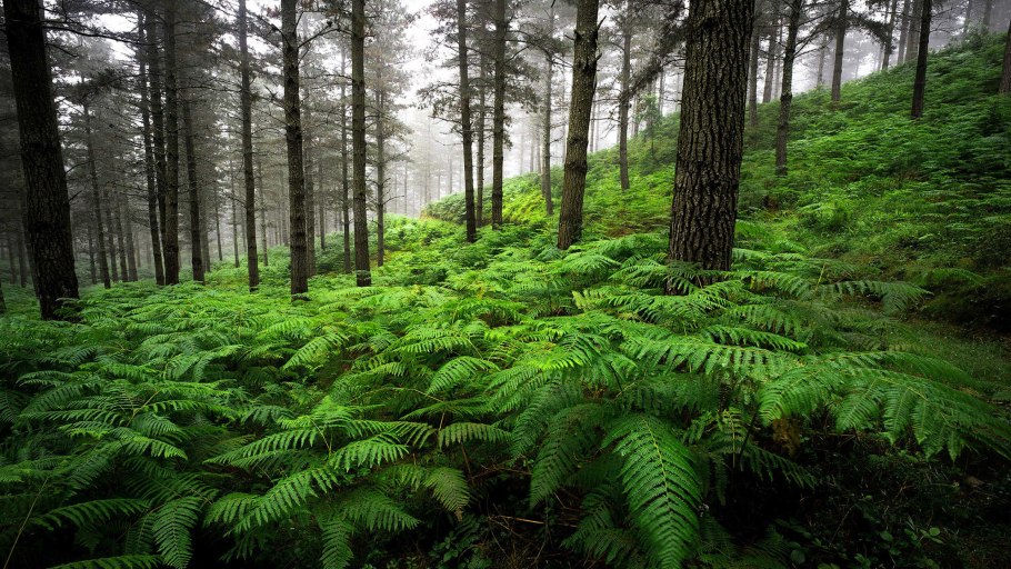 Папоротники в хвойном лесу