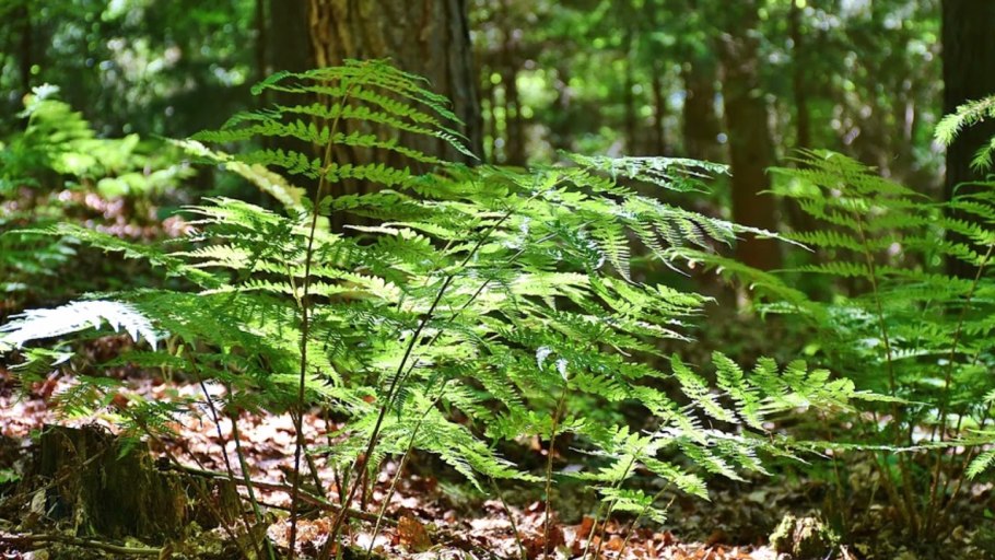 Широколиственные леса папоротник