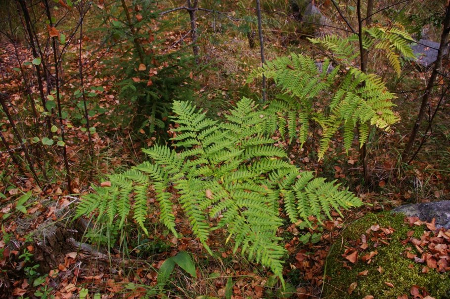 Папоротник Щитовник Лесной