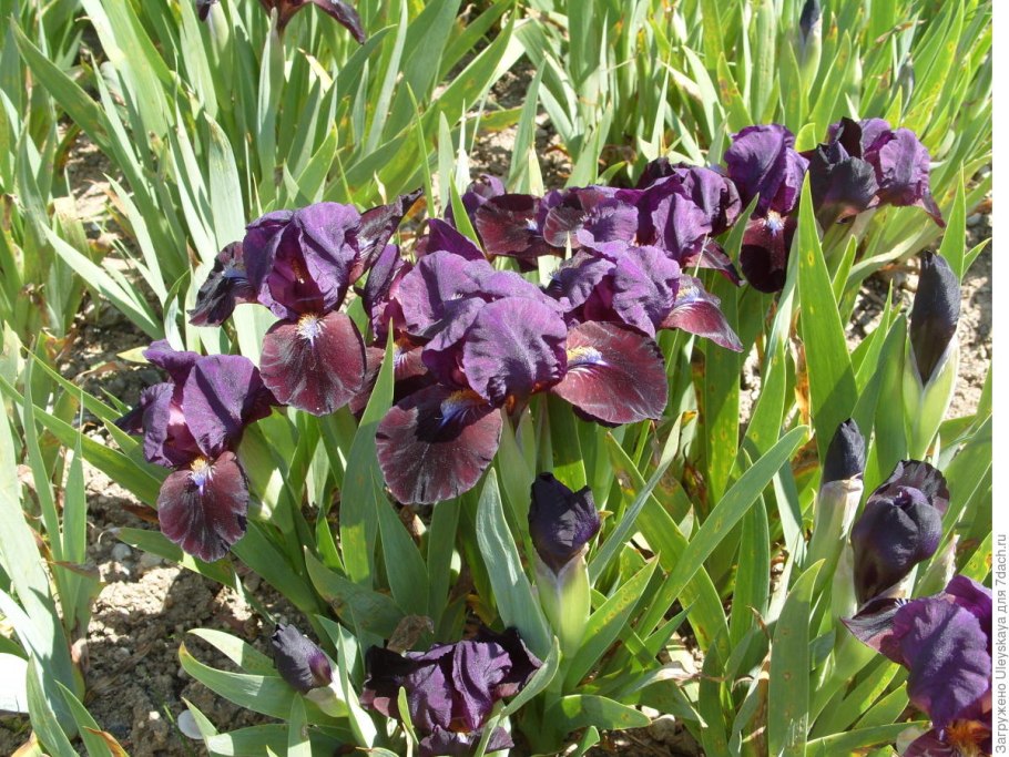 Ирис Sky Gambler