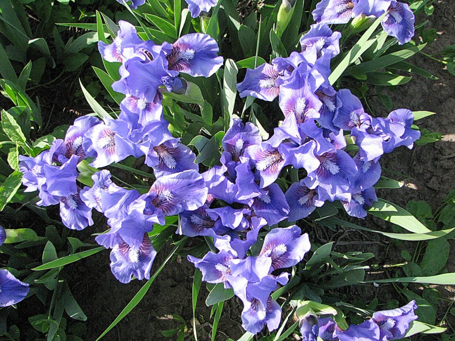 Iris pumila SSP.Taurica