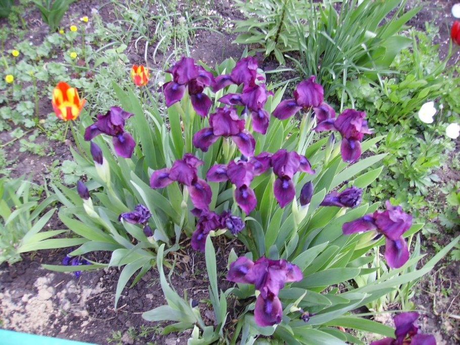 Ирис Гильбоа