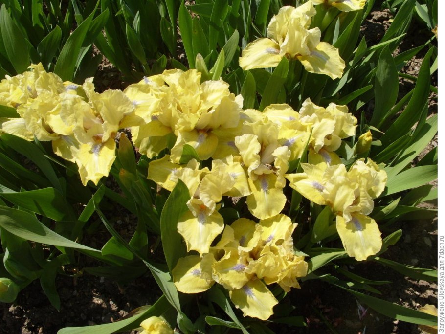 Hermodactyloides фото