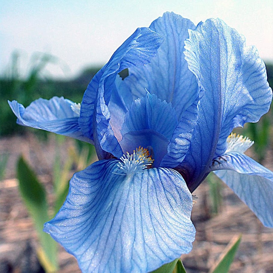 Ирис Gate to Paradise