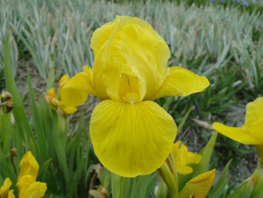 Пумила демон Ирис