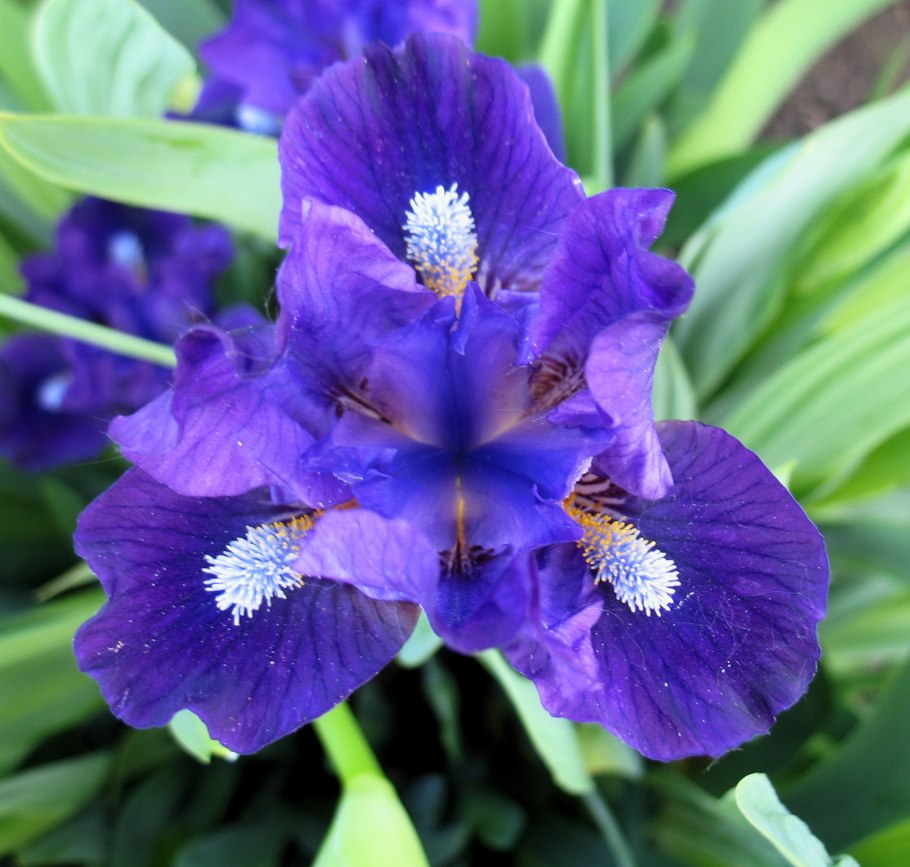 Ирис Banbury Ruffles