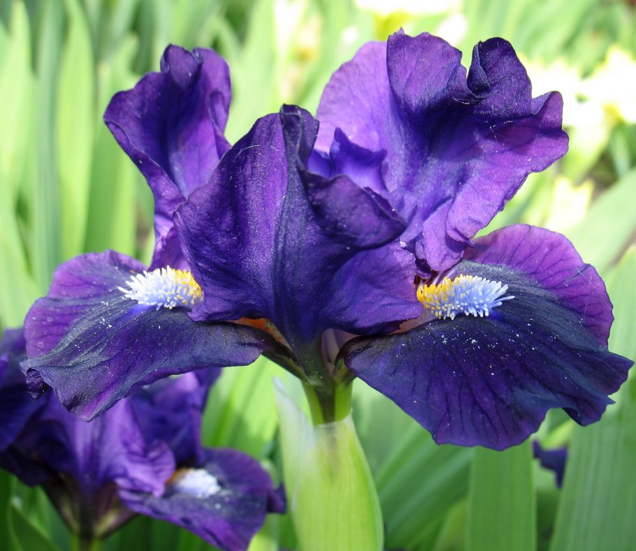 Ирис карликовый (сорт 'Larrikin)