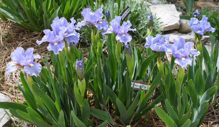 Iris Hungarica