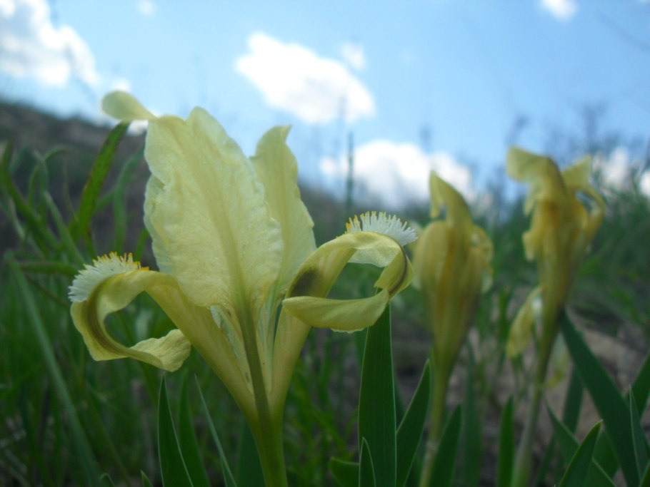 Iris Brown spotted Yellow