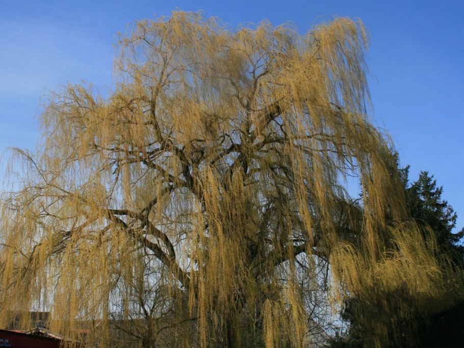 Ива белая (ветла) Salix Alba