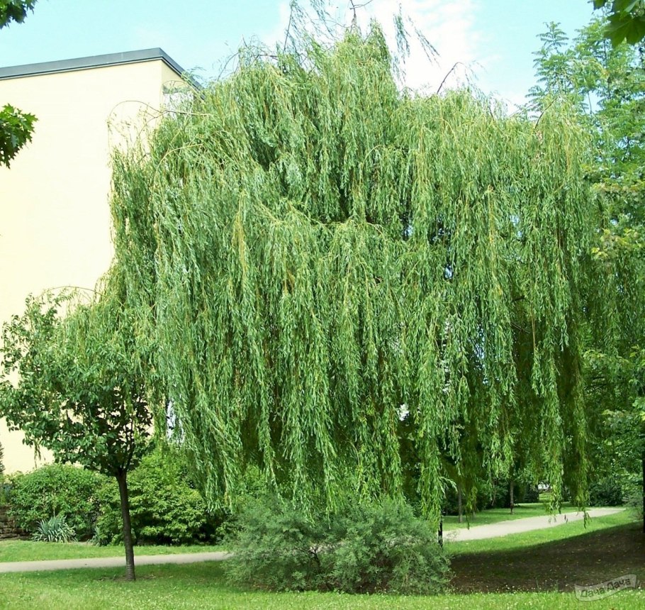 Ива белая Тристис Salix Alba &#96;tristis&#96;
