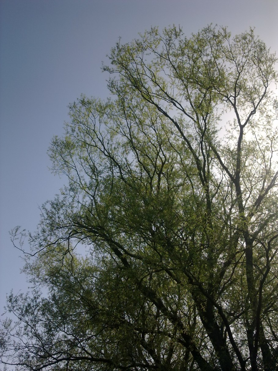 Плакучая Ива в городе