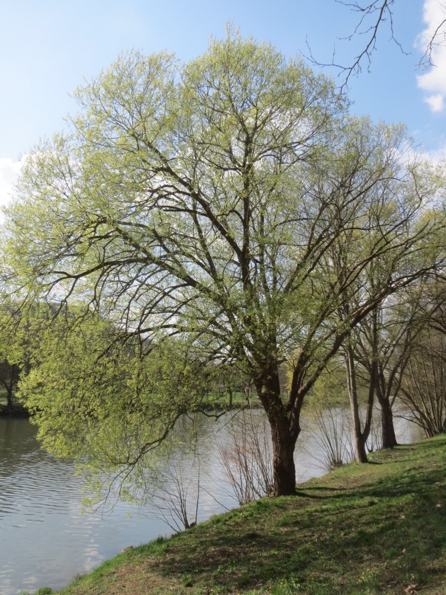 Сибирская Ива дерево