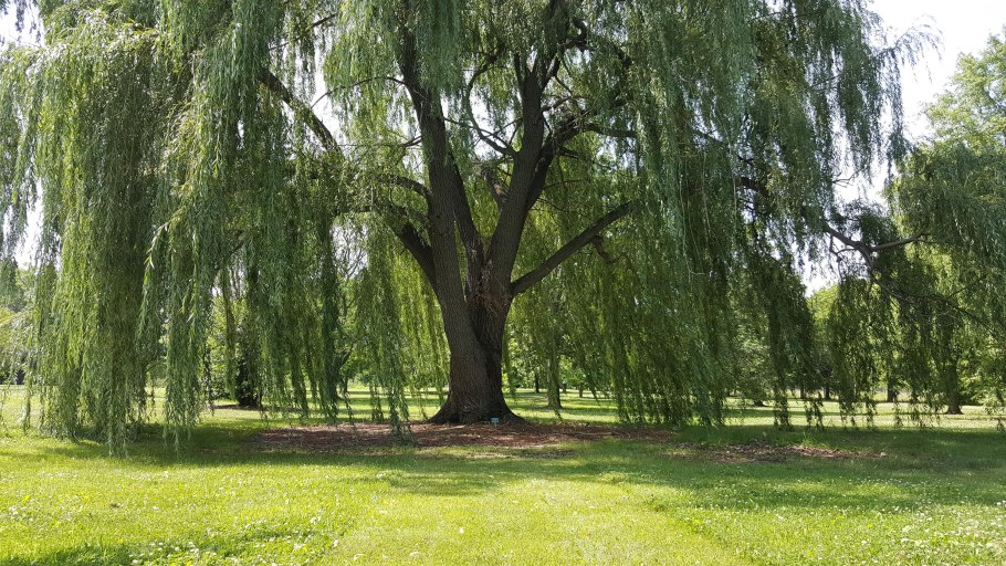 Salix elaeagnosngustifolia