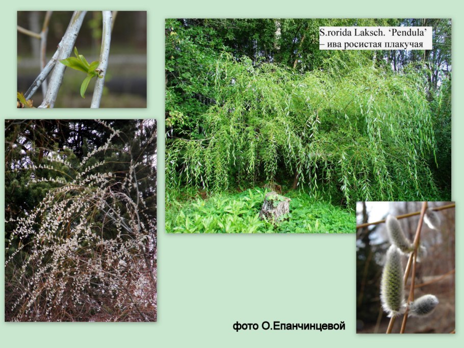 Ива ломкая Саликс Альба