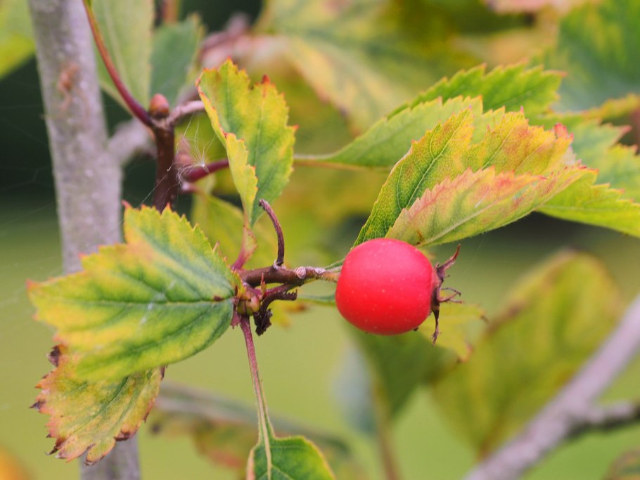 Боярышник Максимовича веточка