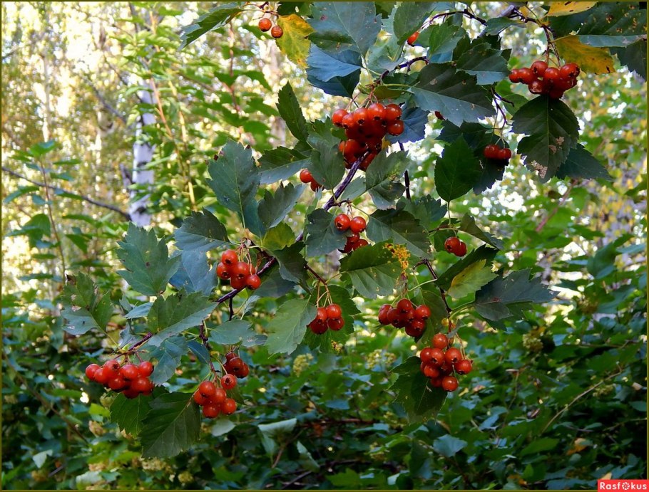Боярышник обыкновенный Людмила
