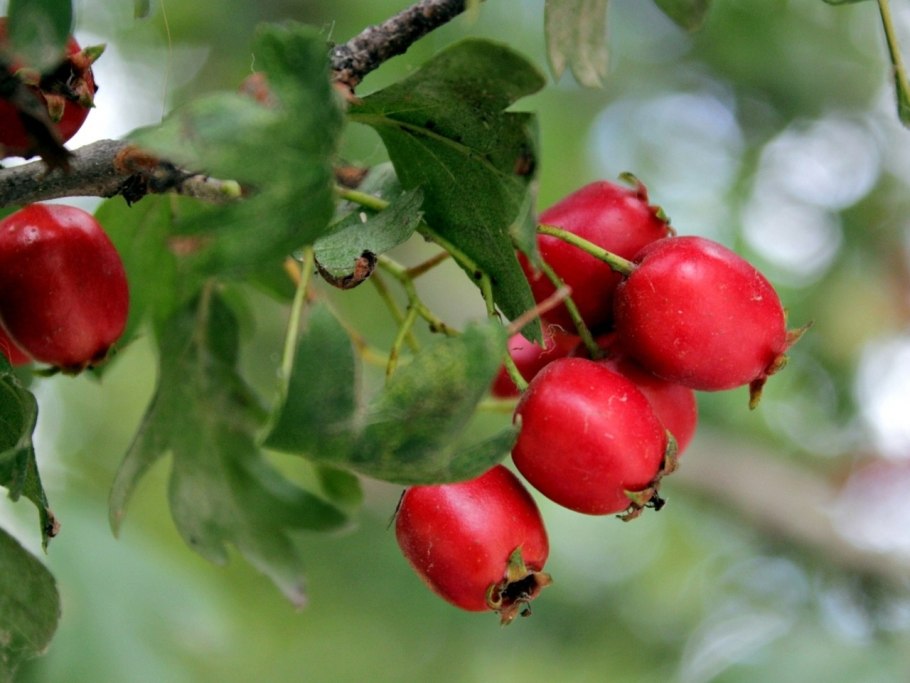 Боярышник Максимовича куст