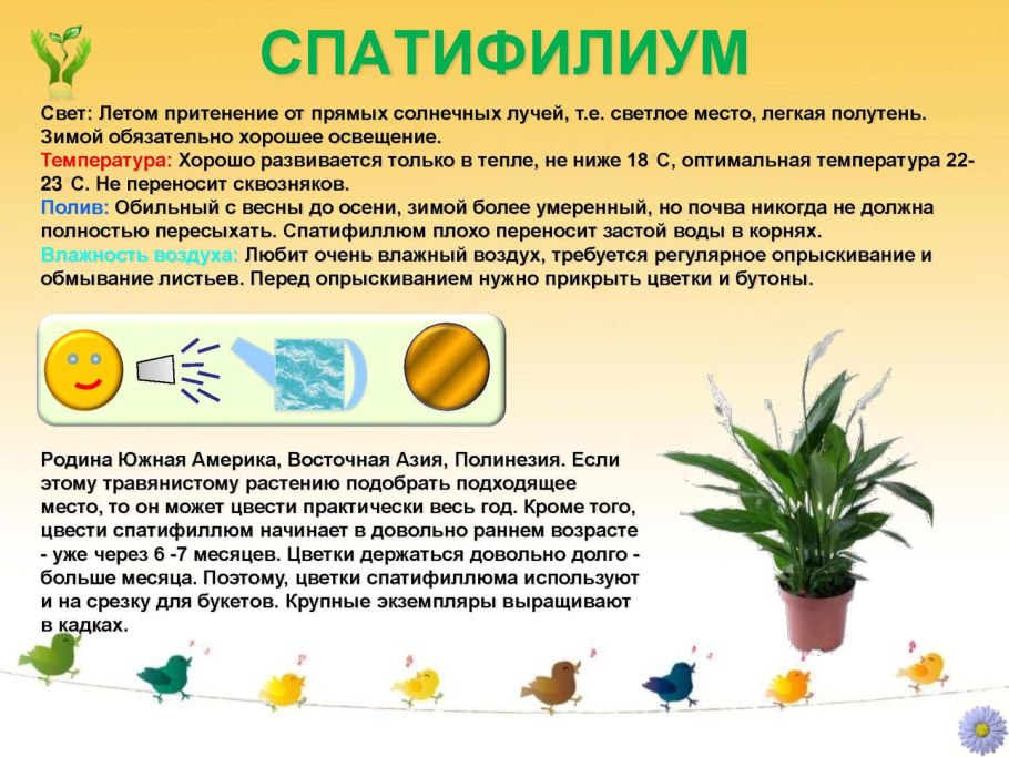 Спатифиллум паспорт растения