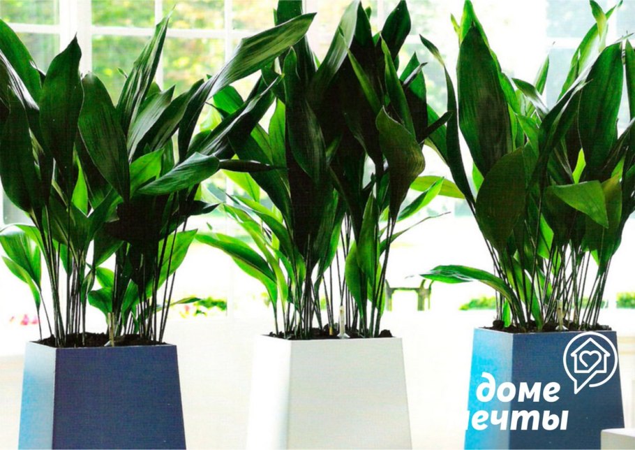 Тенелюбивые комнатные комнатные растения