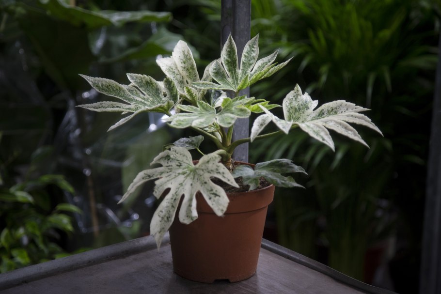 Бальзамин (черенки) новогвинейский Парадиз