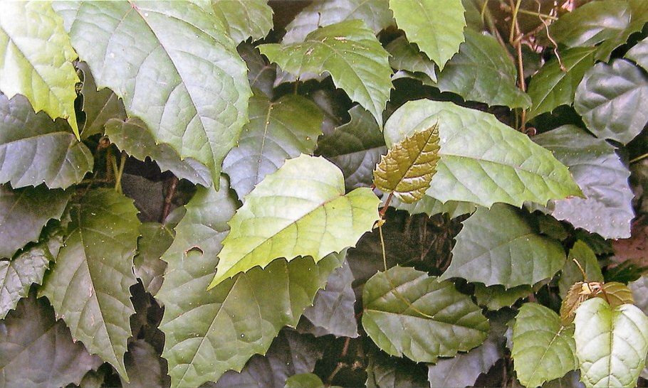 Циссус антарктический