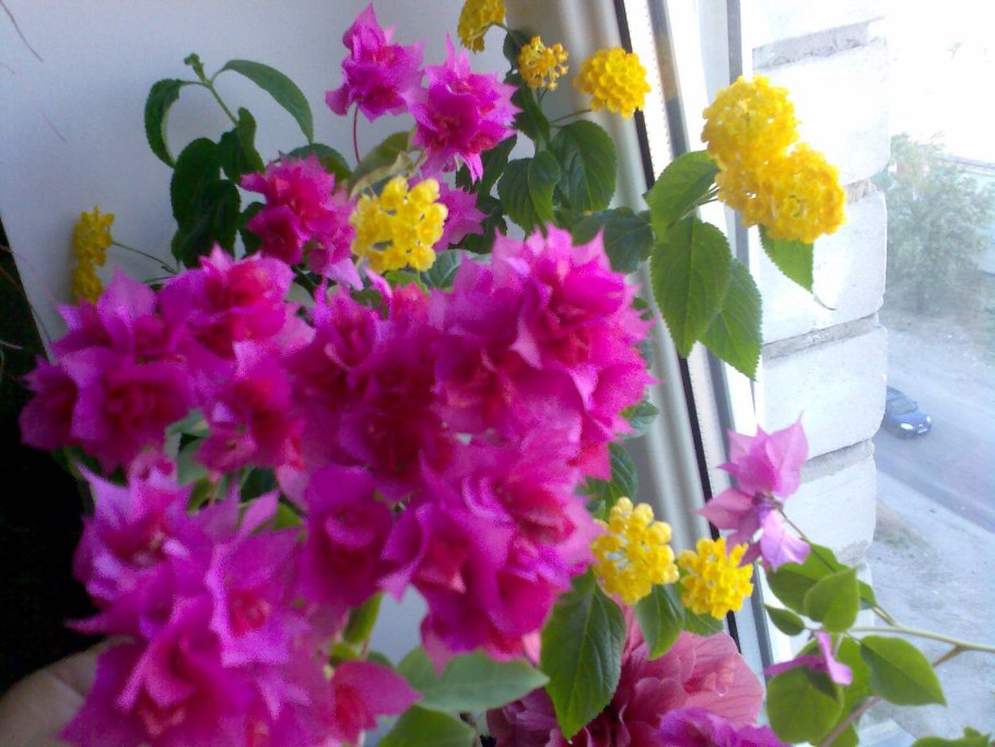 Неприхотливые комнатные цветы красивоцветущие