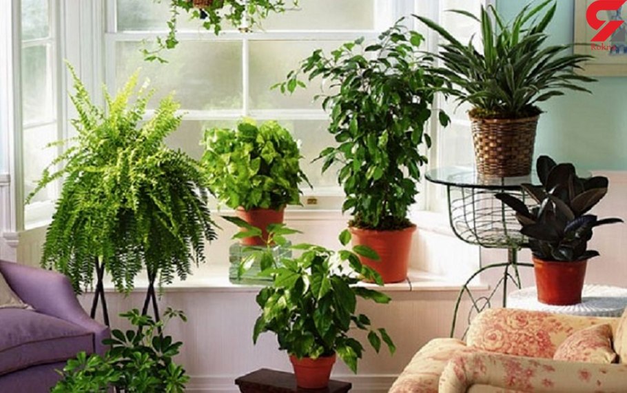 Houseplants цветок