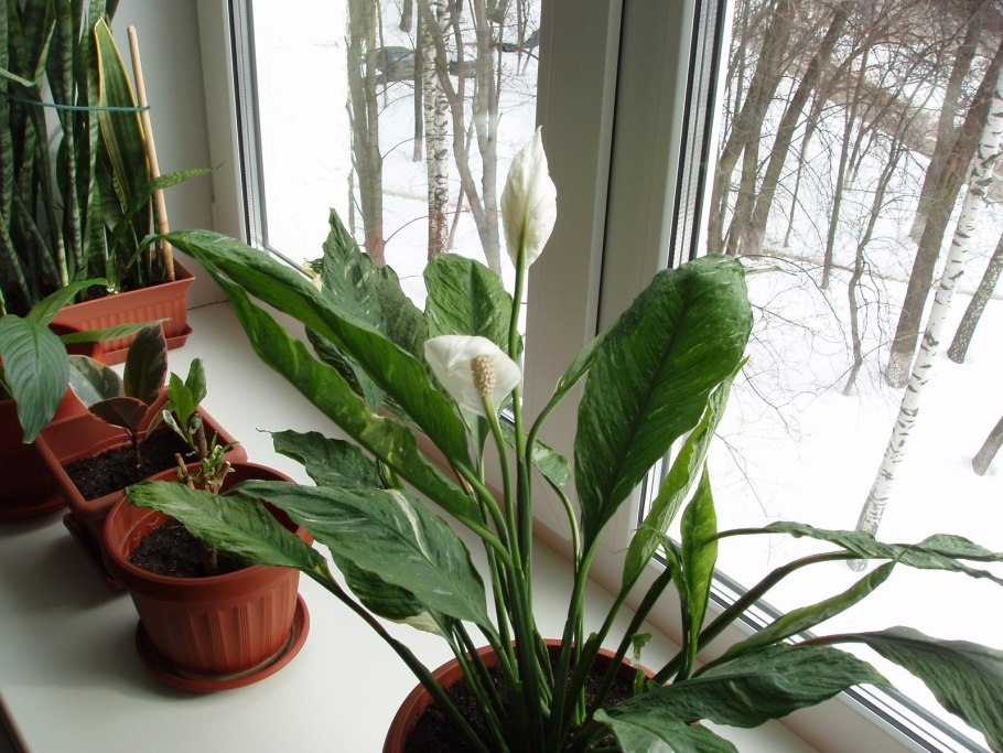 Алана Шопен спатифиллум