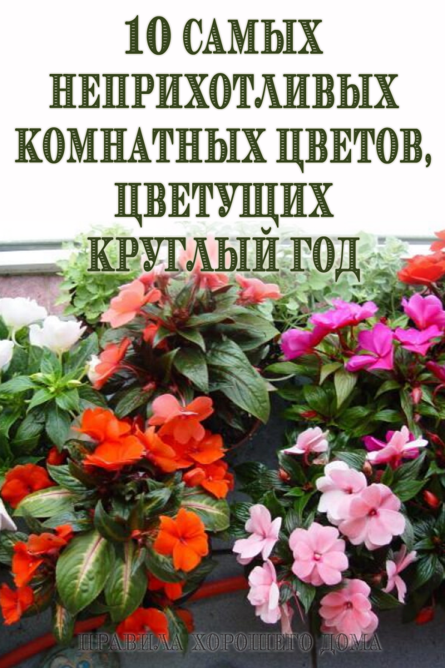 Спатифиллум в горшке