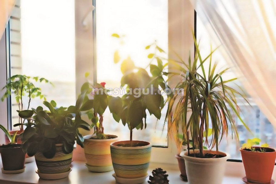 Комнатные растения для прямых солнечных лучей