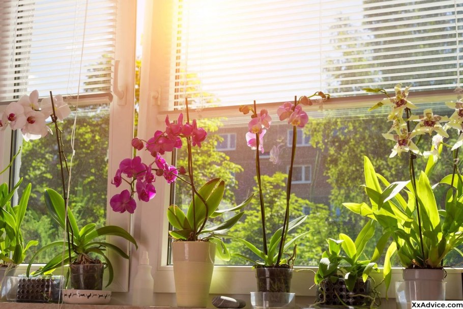 Комнатные растения