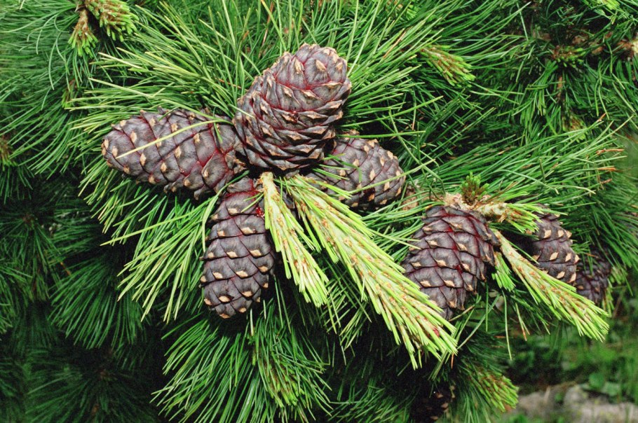 Сосной сибирской (Pinus sibirica)