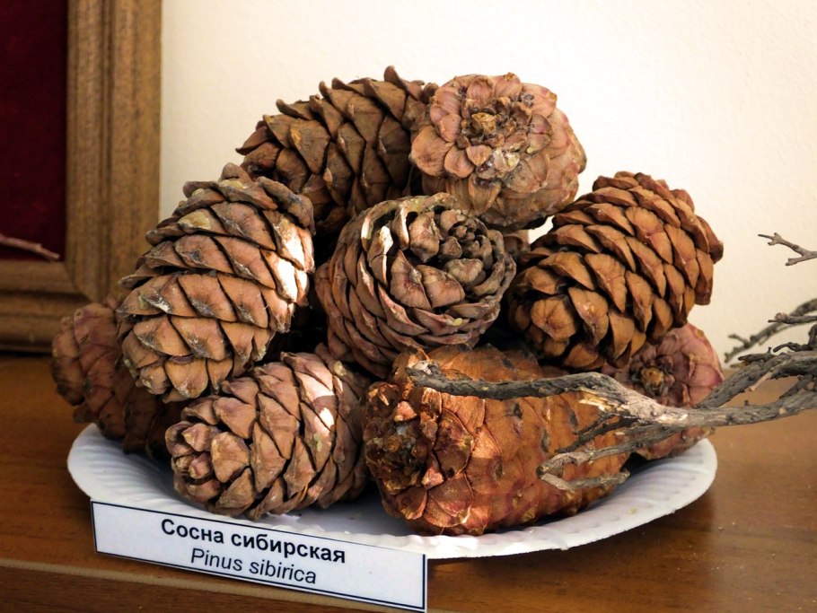 Сибирская сосна кедр шишка